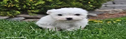 Bichon Frise dogs for sale: Scout - Ad 2