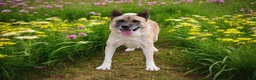 Akita dogs for sale: KJ - Ad 7