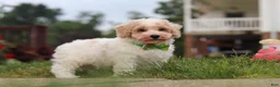 Bichpoo dogs for sale: Benji - Ad 10