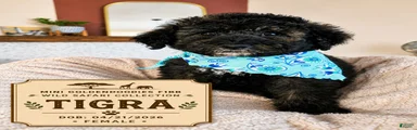 Tigra – Calm F1BB Mini Goldendoodle Female