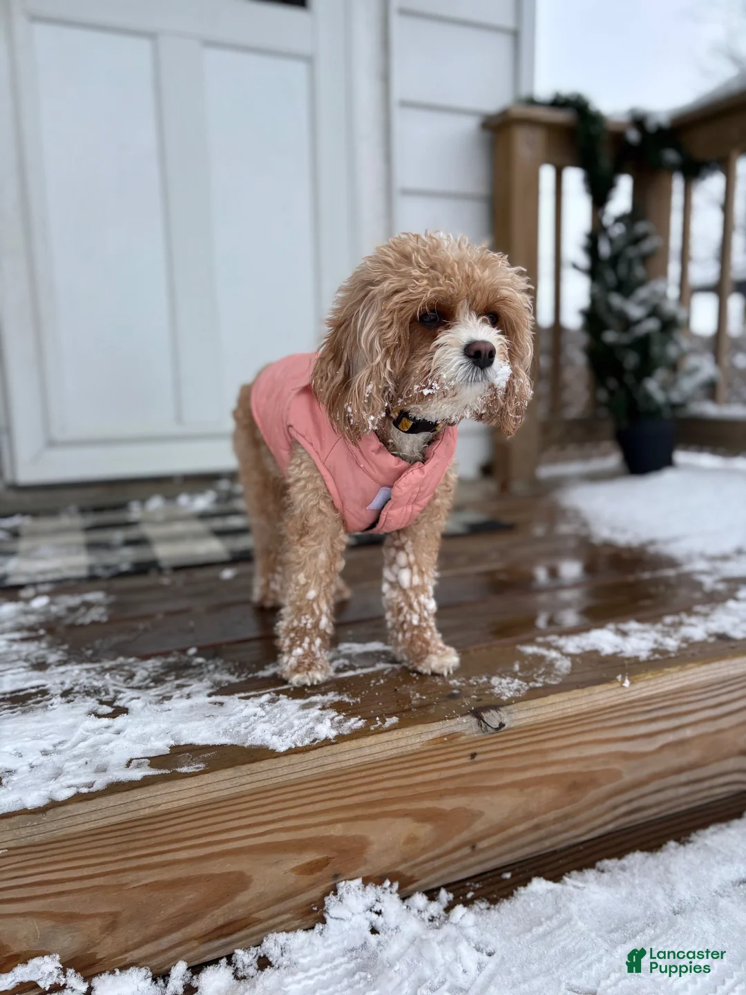 Cavapoo dogs for sale: Teddy - Ad 3