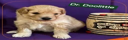 Mixed Breed dogs for sale: Samoyed - Poodle Doodle Sammypoo 1 - Ad 2
