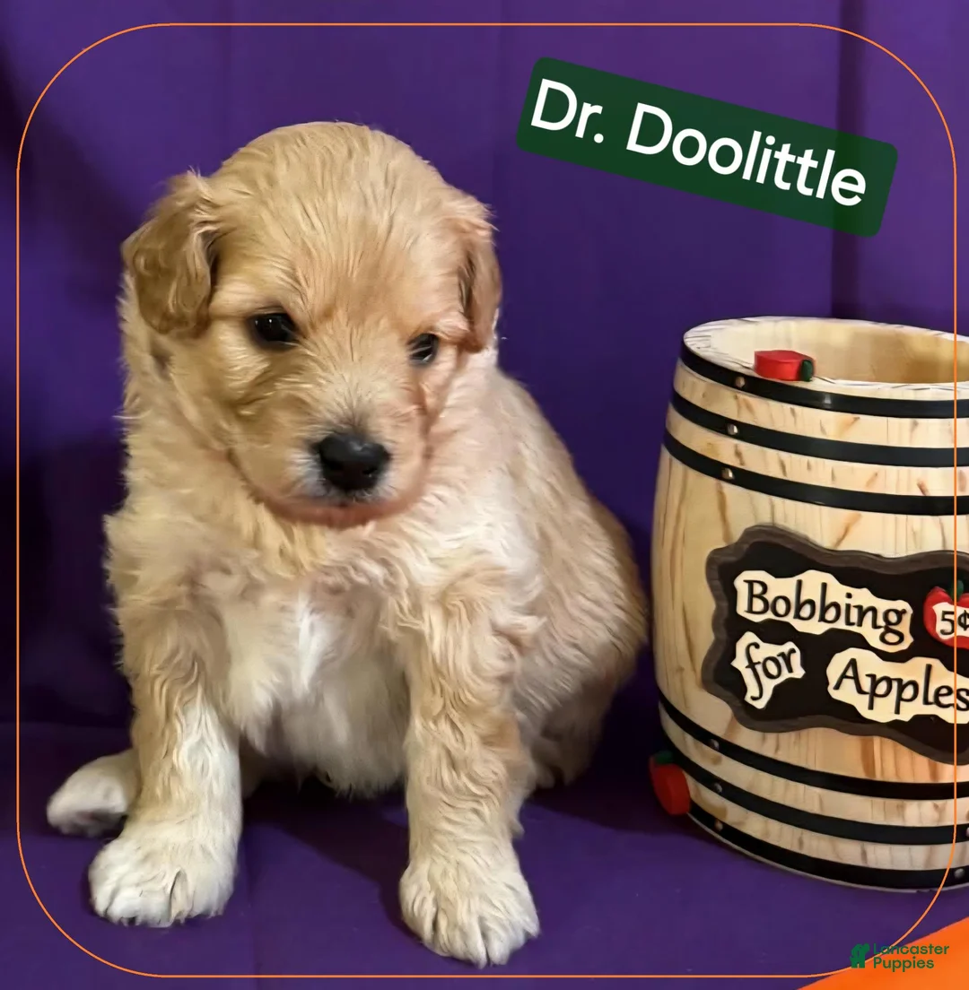 Mixed Breed dogs for sale: Samoyed - Poodle Doodle Sammypoo 1 - Ad 2