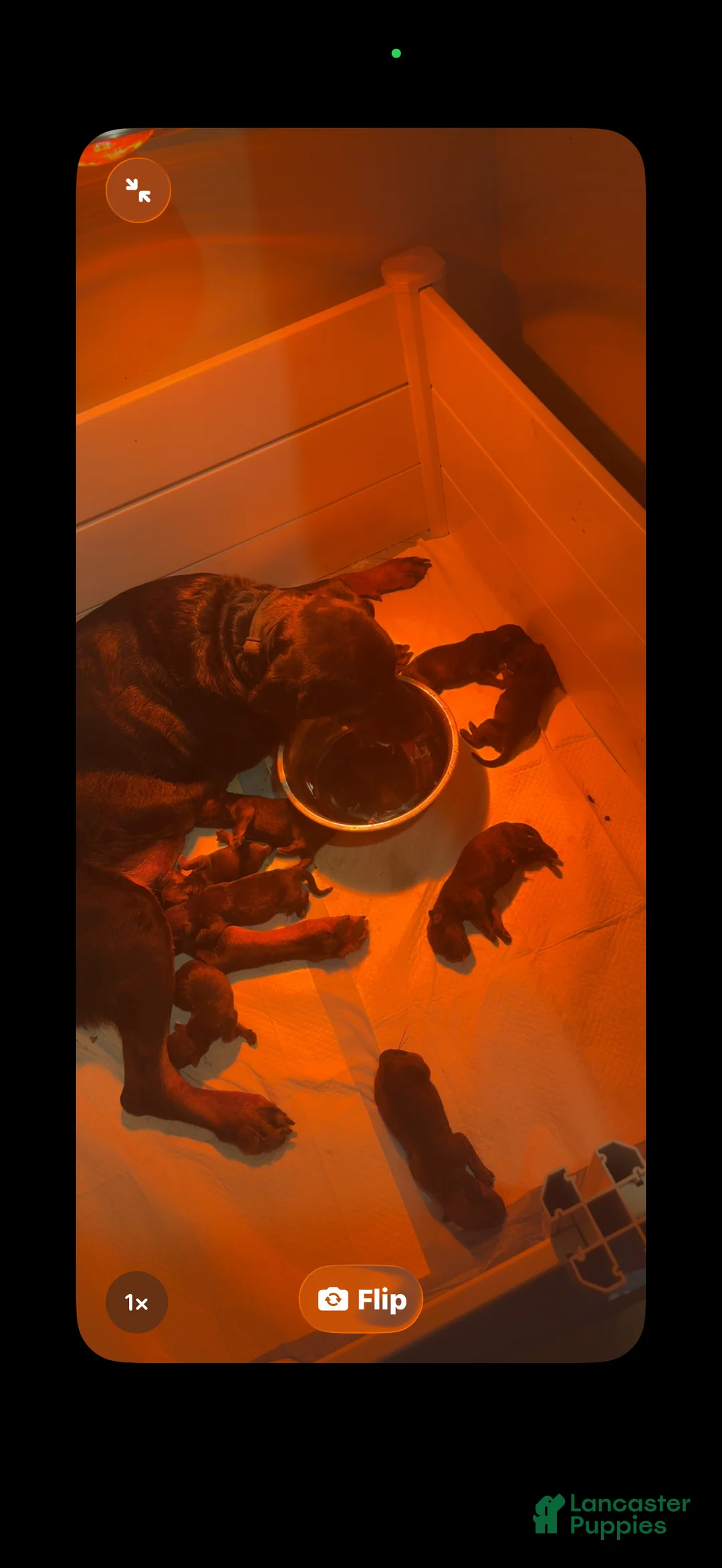 Mixed Breed dogs for sale: Mixed Breed 2 - Ad 1