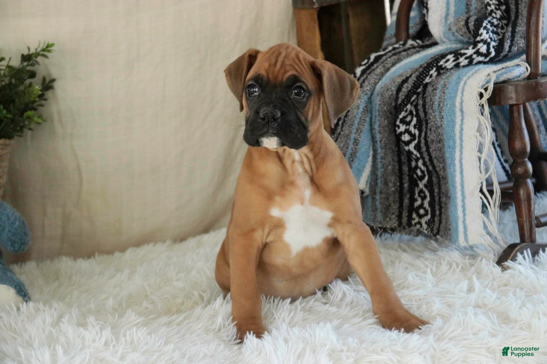 Boxer dogs for sale: Cleo - Ad 4