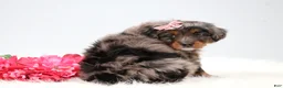 Mini Bernedoodle dogs for sale: Candy  - Ad 5
