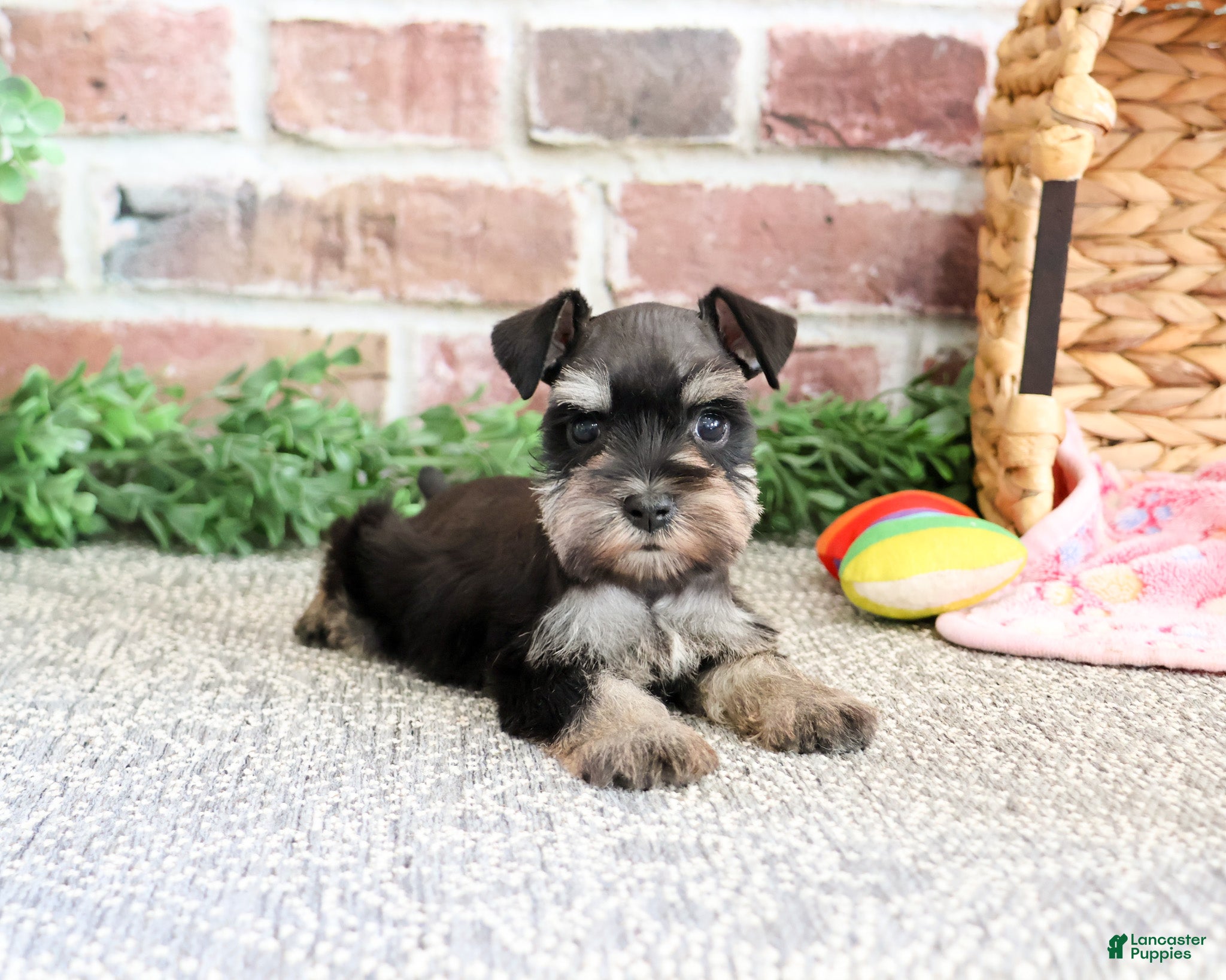 Miniature Schnauzer dogs Stormi  - Ad 37