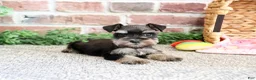 Miniature Schnauzer dogs for sale: Stormi  - Ad 1