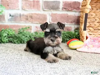 Miniature Schnauzer dogs Stormi - Ad 37
