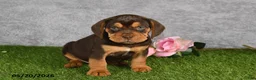 Beabull dogs for sale: Titan - Ad 4