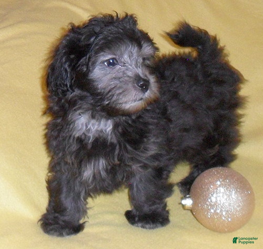 Shihpoo dogs for sale: Shadow - Ad 8