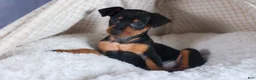 Miniature Pinscher dogs for sale: ANNIE - Ad 1