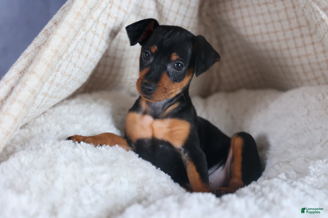 Miniature Pinscher dogs for sale: ANNIE - Ad 1