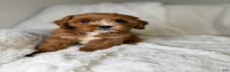 Cavapoo dogs for sale: Atlas  - Ad 6