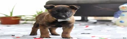 Belgian Malinois dogs for sale: Kaiden - Ad 6