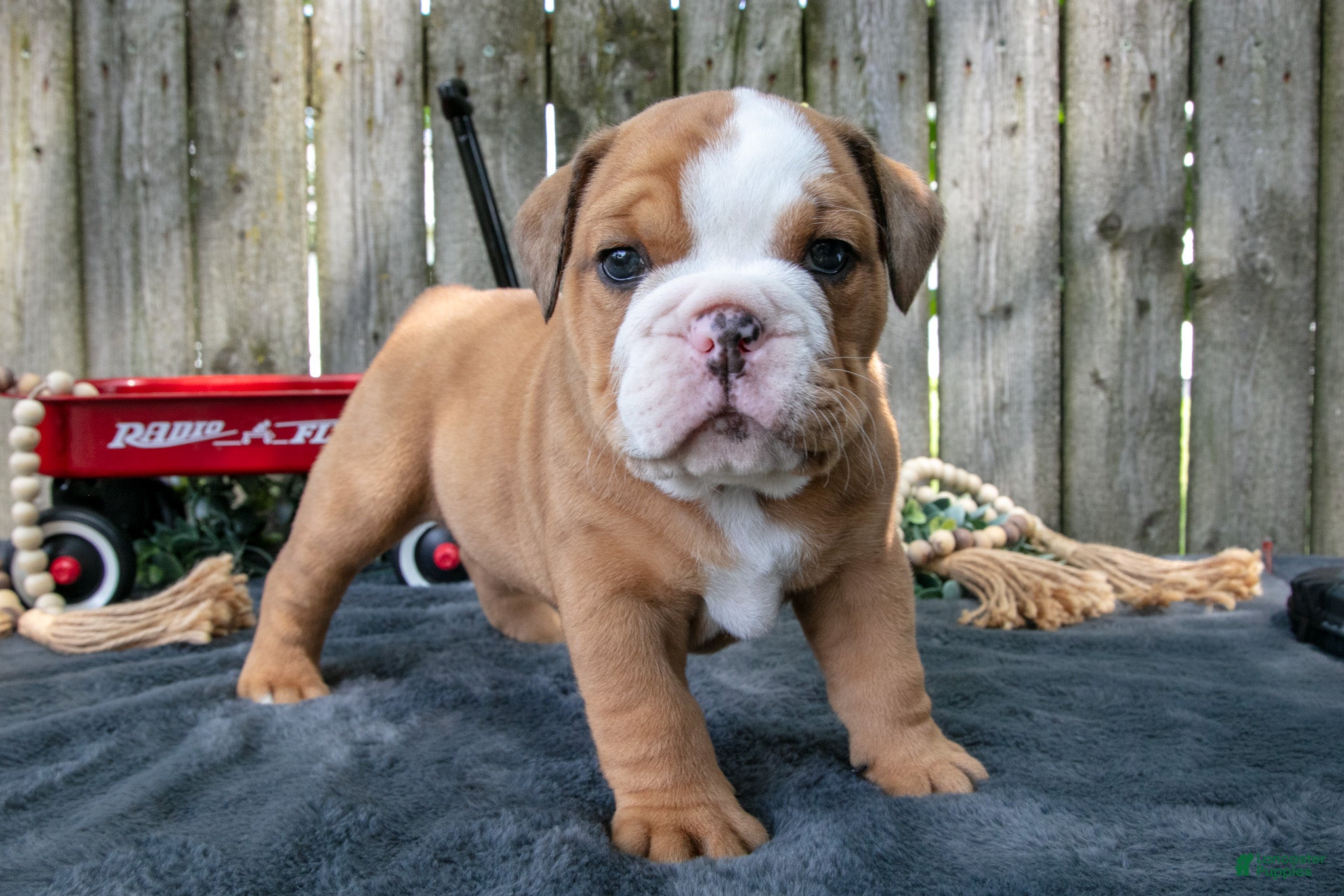 Beabull dogs Titus - Ad 2