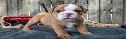 Beabull dogs for sale: Titus - Ad 2