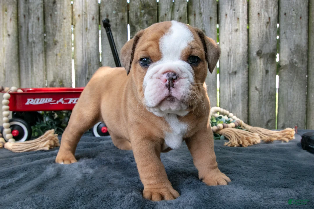 Beabull dogs for sale: Titus - Ad 2