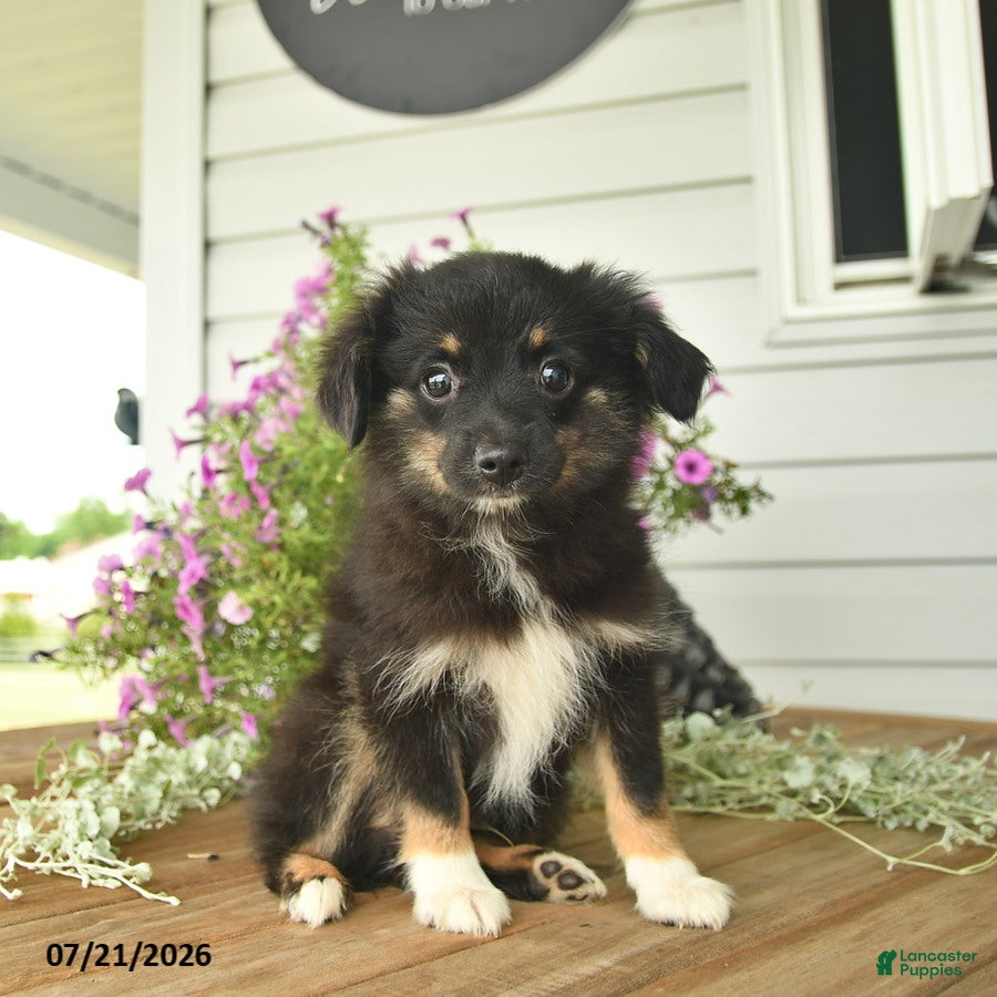Toy Australian Shepherd dogs Anthony - Ad 1