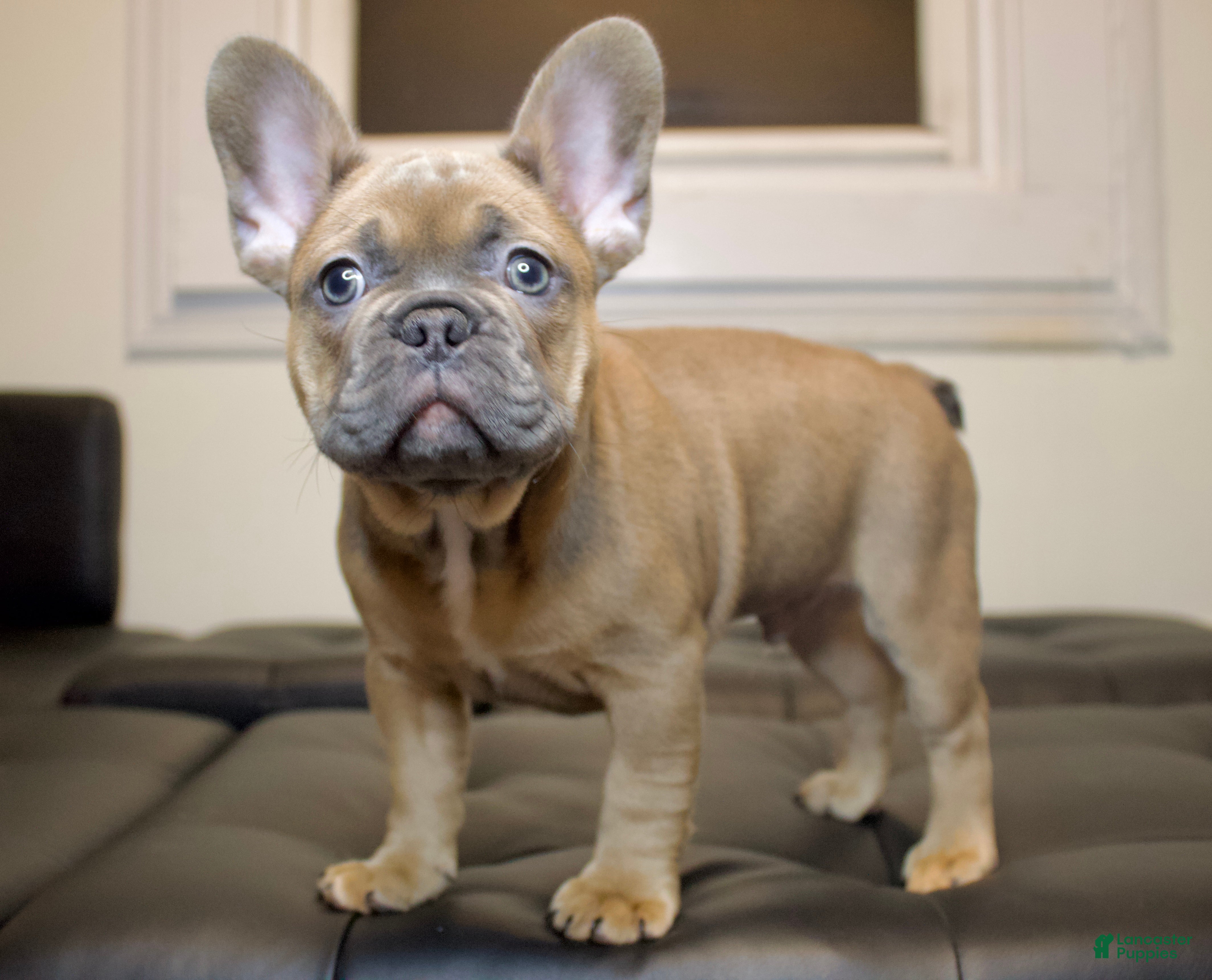 French Bulldog dogs TORO - Ad 6