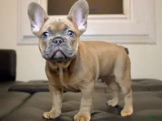 French Bulldog dogs TORO - Ad 6