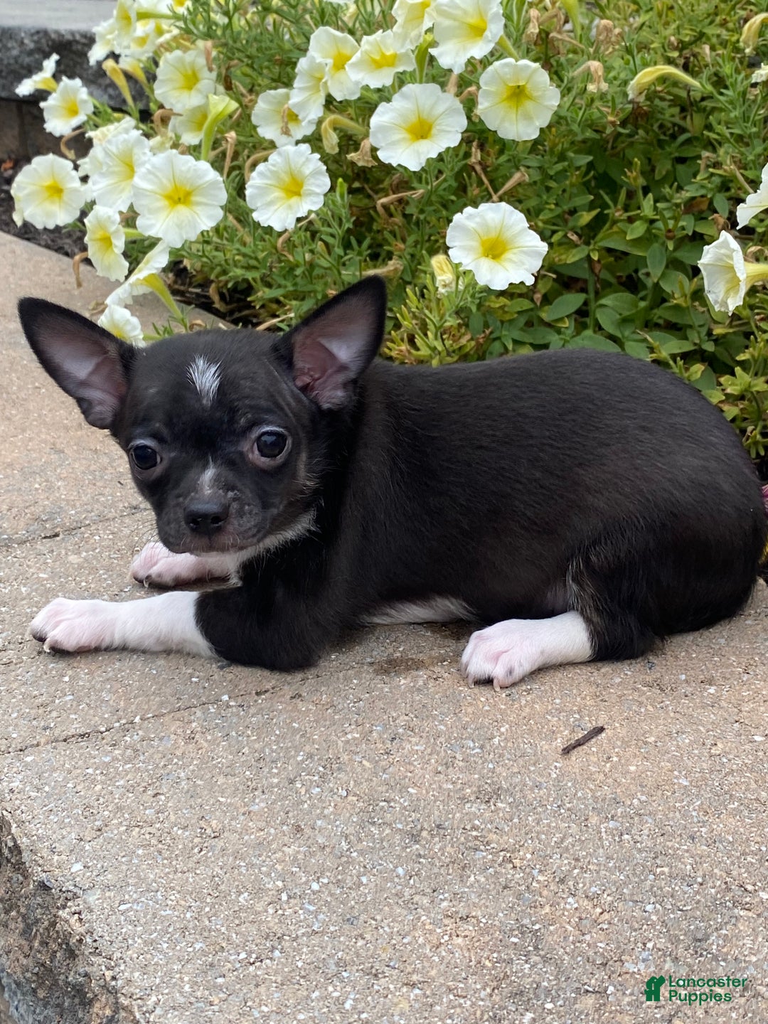 Chihuahua dogs for sale: Flanagan  - Ad 2