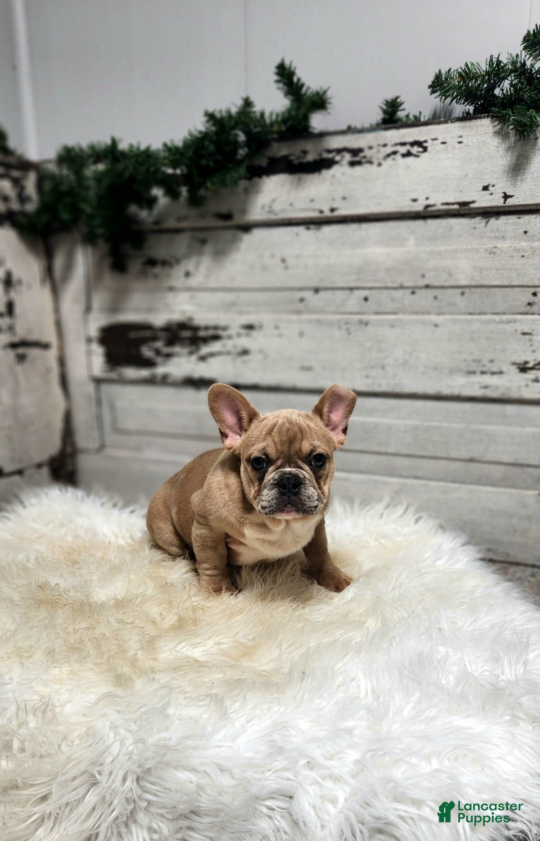 French Bulldog dogs Cooper - Ad 2