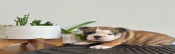 English Bulldog dogs for sale: Chester - Ad 4