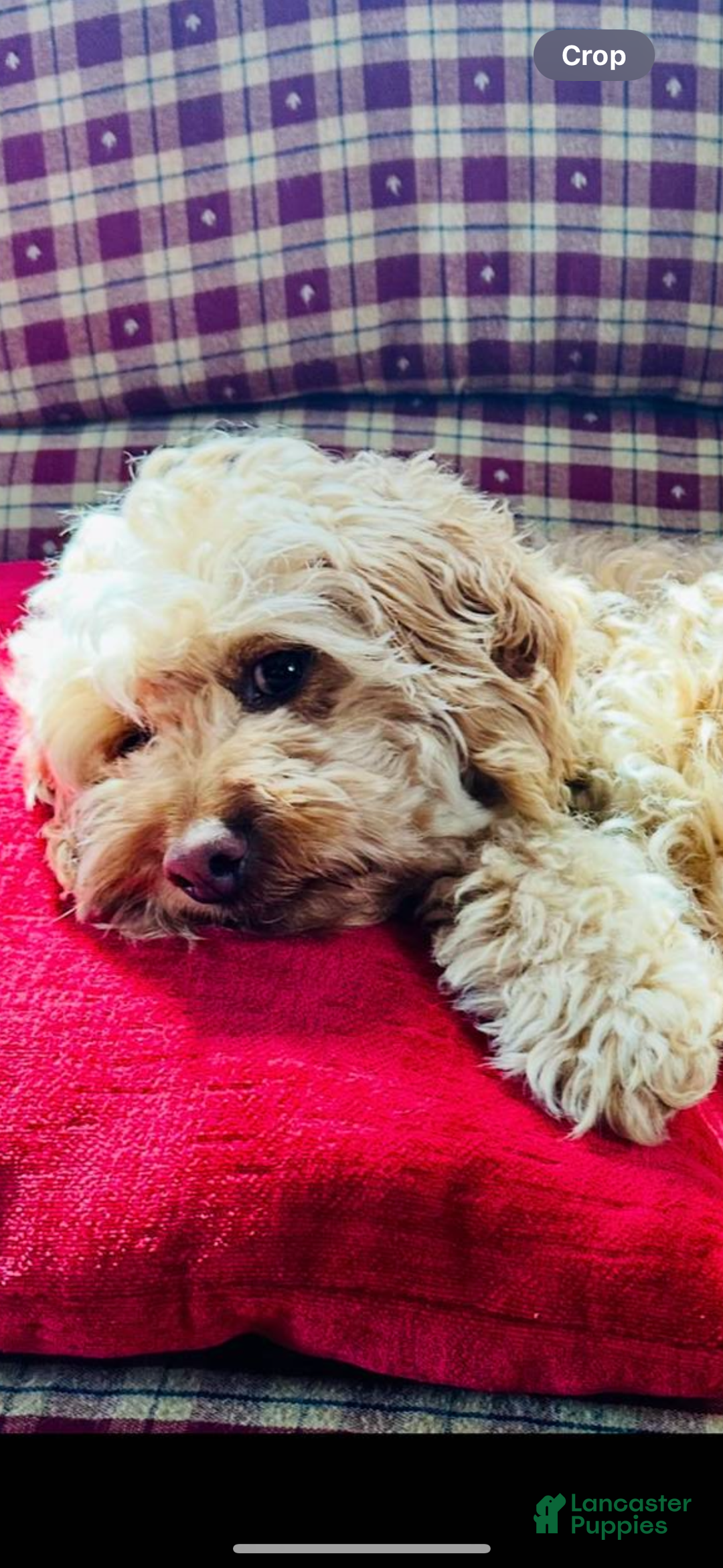 Mini Goldendoodle dogs for sale: Penny pie  - Ad 4