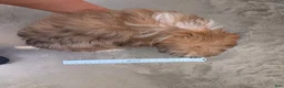 Shih Tzu dogs for sale: Star - Ad 6