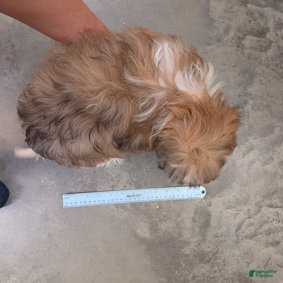 Shih Tzu dogs for sale: Star - Ad 6
