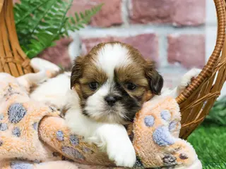 Shih Tzu dogs Dover - Ad 6