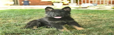 Tucker 