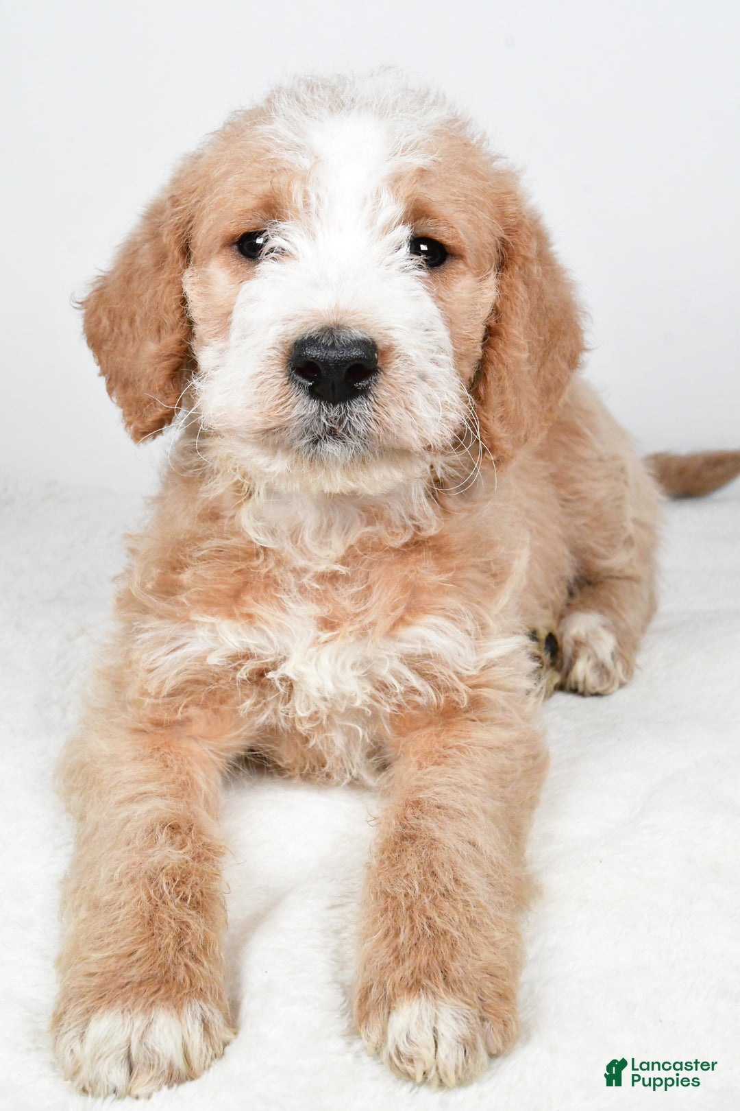 Labradoodle dogs for sale: Nova - Ad 2