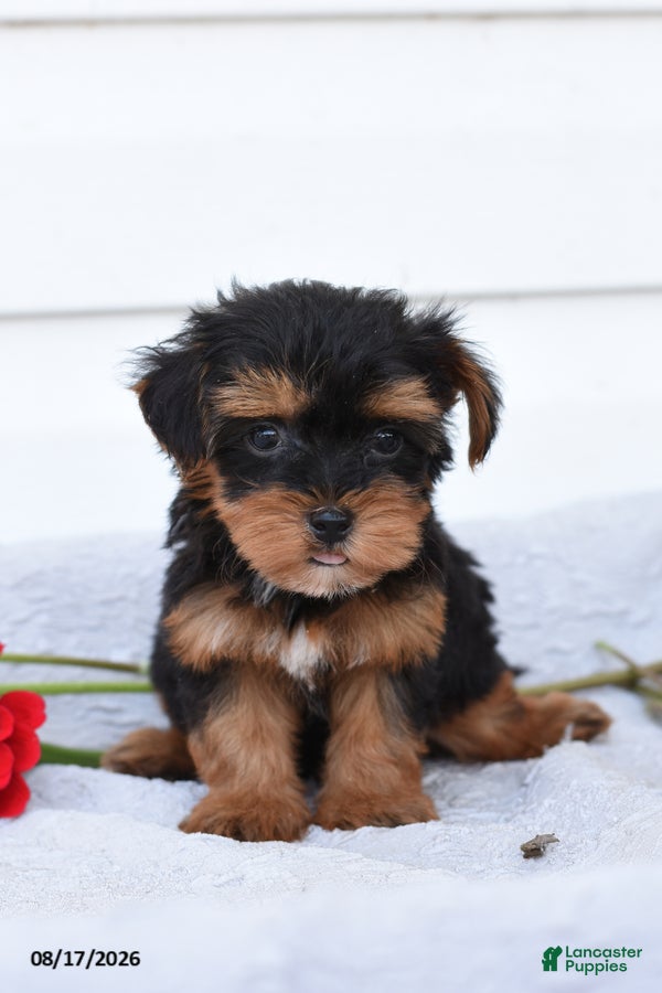 Yorkiepoo dogs Roger - Ad 2