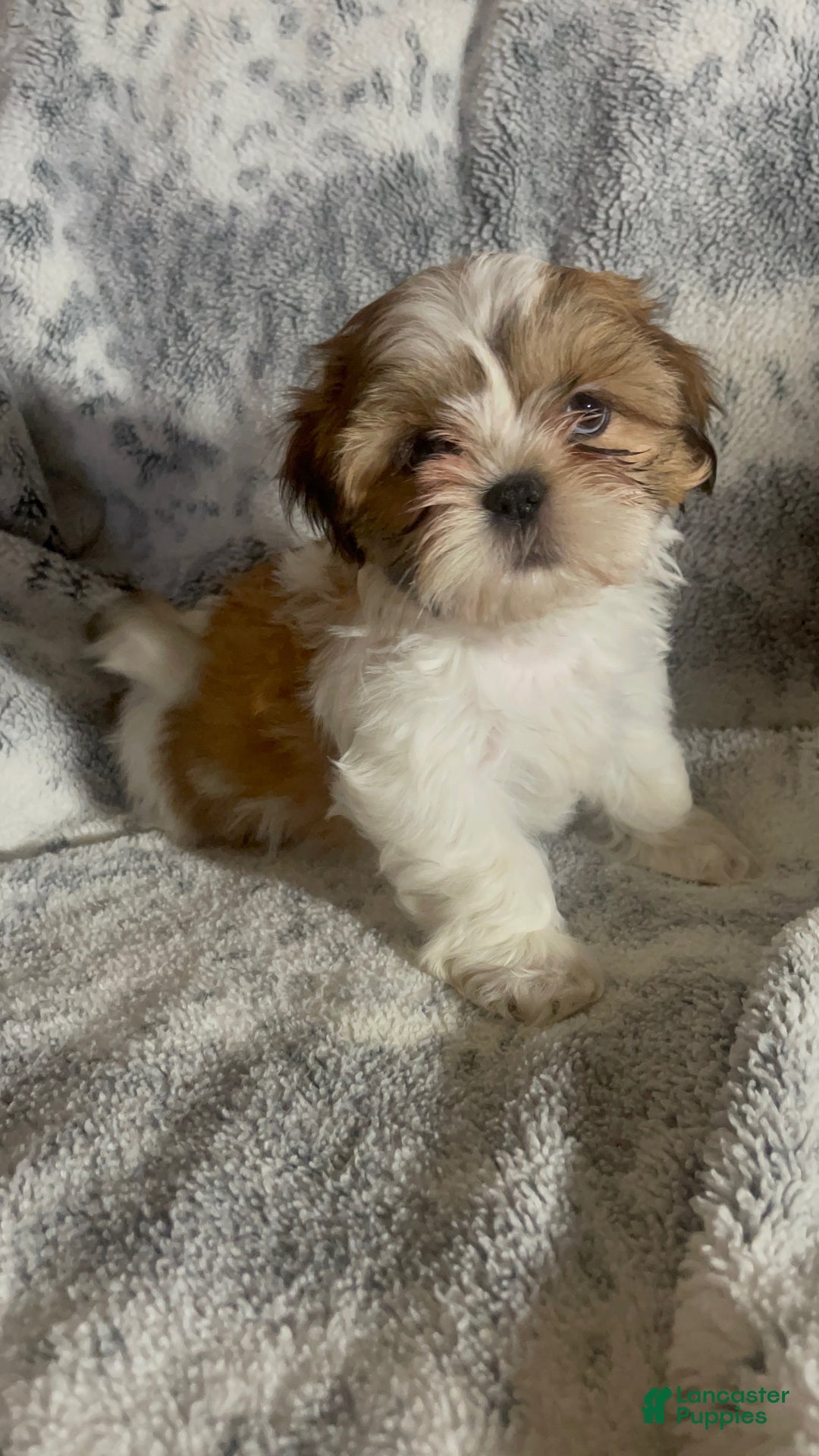 Shih Tzu dogs for sale: Shih Tzu Puppy 1 - Ad 6