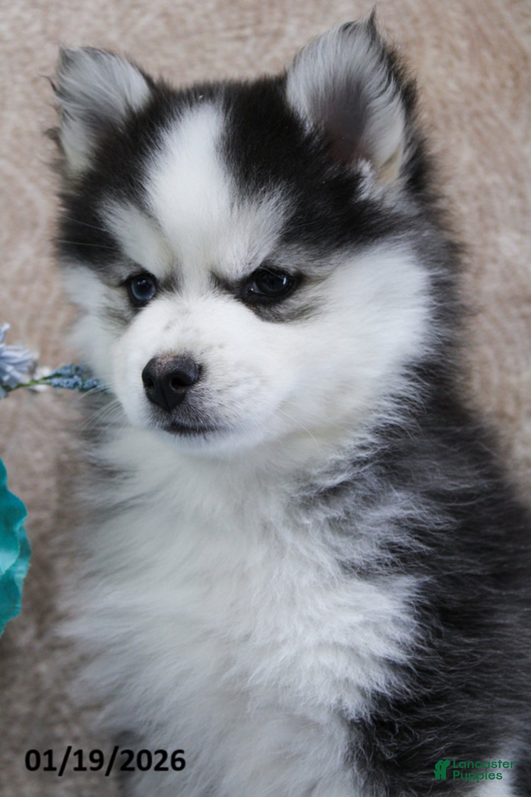 Pomsky dogs for sale: Cruz - Ad 4