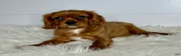 Cavalier King Charles Spaniel dogs for sale: Neil - Ad 2