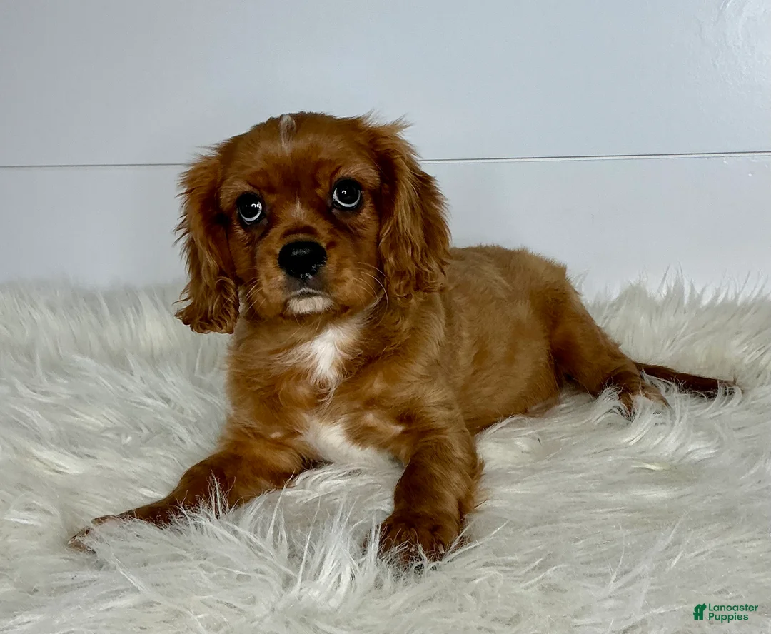 Cavalier King Charles Spaniel dogs for sale: Neil - Ad 2
