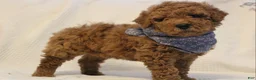 Mini Goldendoodle dogs for sale: Archie - Ad 4