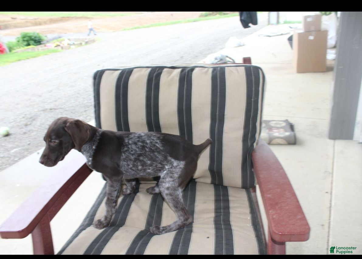 German Shorthaired Pointer dogs Rose - Ad 2