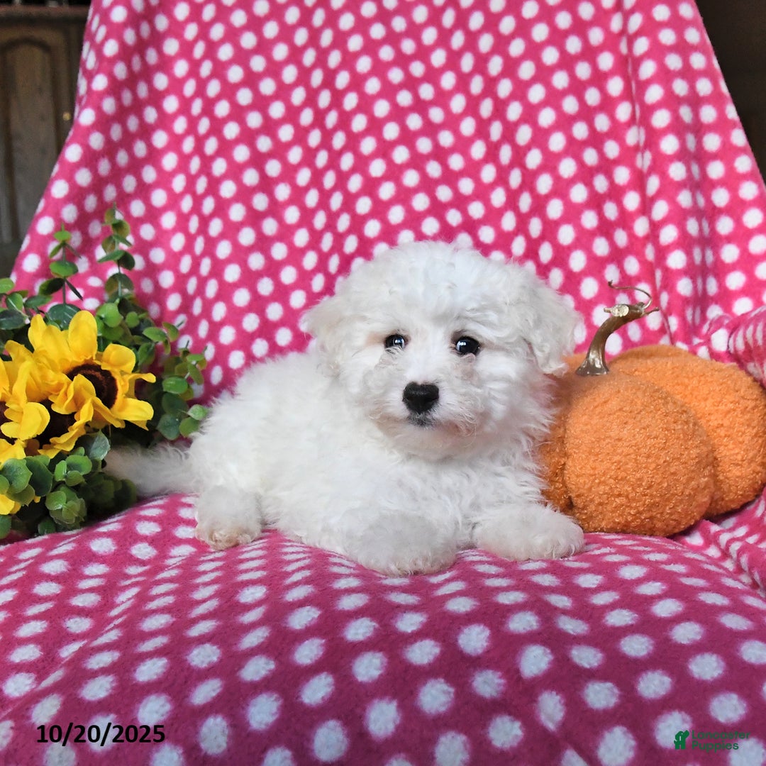 Maltipoo dogs for sale: Pumpkin - Ad 3