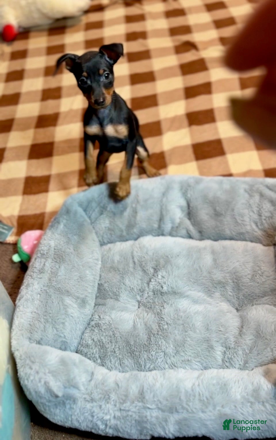 Miniature Pinscher dogs Breezy - Ad 2