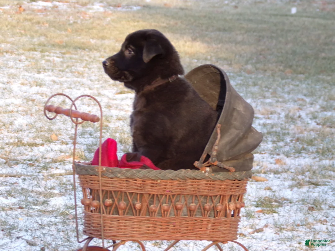 Mixed Breed dogs for sale: Belle  - Ad 5