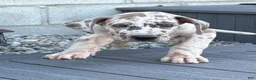Great Dane dogs for sale: Speckles  - Ad 1