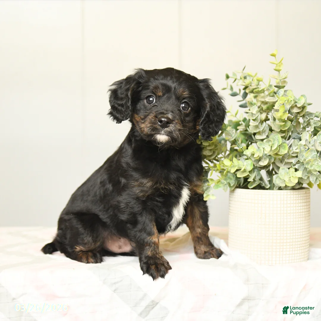Cavapoo dogs for sale: Kaleb - Ad 1