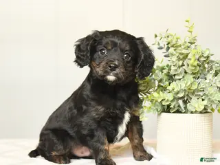 Cavapoo dogs for sale: Kaleb - Ad 2