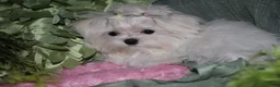 Maltese dogs for sale: Maci - Ad 16