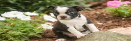 Boston Terrier dogs for sale: Blossom Boston Terrier  - Ad 2
