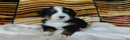 Bernese Mountain Dog dogs for sale: Bonnie - Ad 4
